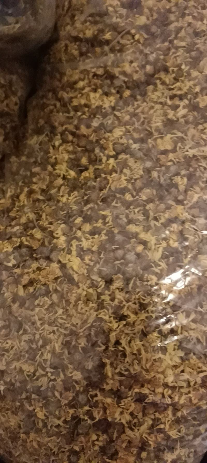 八角枫根（纯野生，自然晒干！白龙须，白金条）