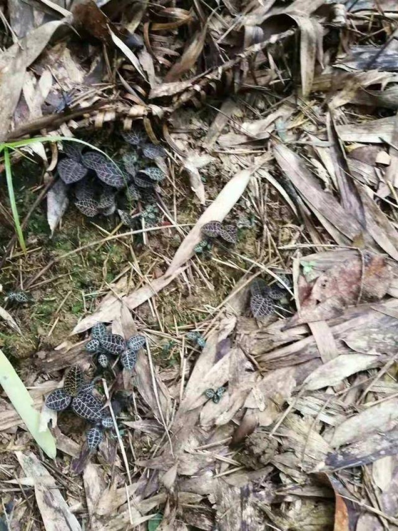 小叶野生金线莲产地直发，量大从优，欢迎咨询！！！