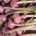大蒜种子晨宝紫红皮大蒜种子签合同包回收，免费技术指导