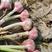 大蒜种子晨宝紫红皮大蒜种子签合同包回收，免费技术指导