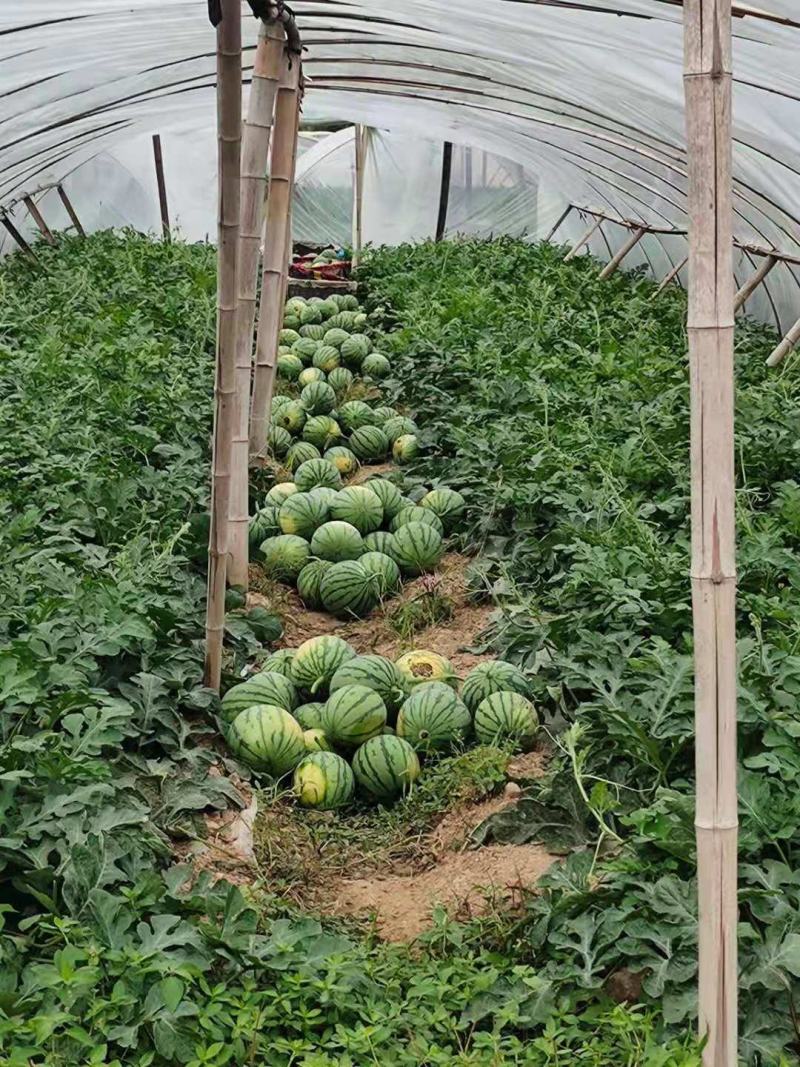 精品帅童蜜童，保质保量，可代发全国，欢迎前来洽谈联系，