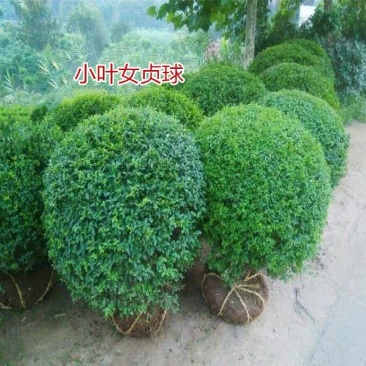 工程小区绿化色块小叶女贞球多种规格多种尺寸有需要可联系