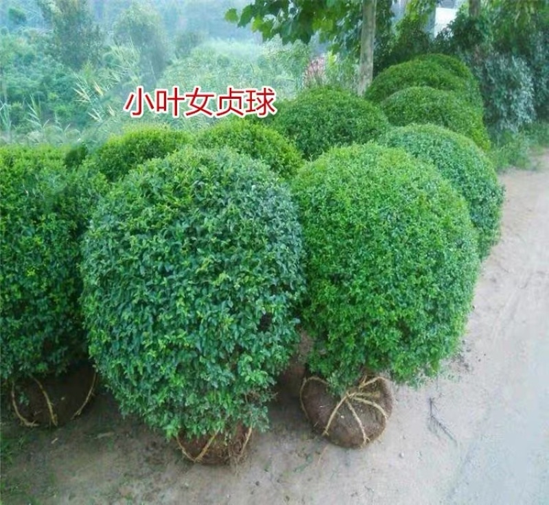 工程小区绿化色块小叶女贞球多种规格多种尺寸有需要可联系