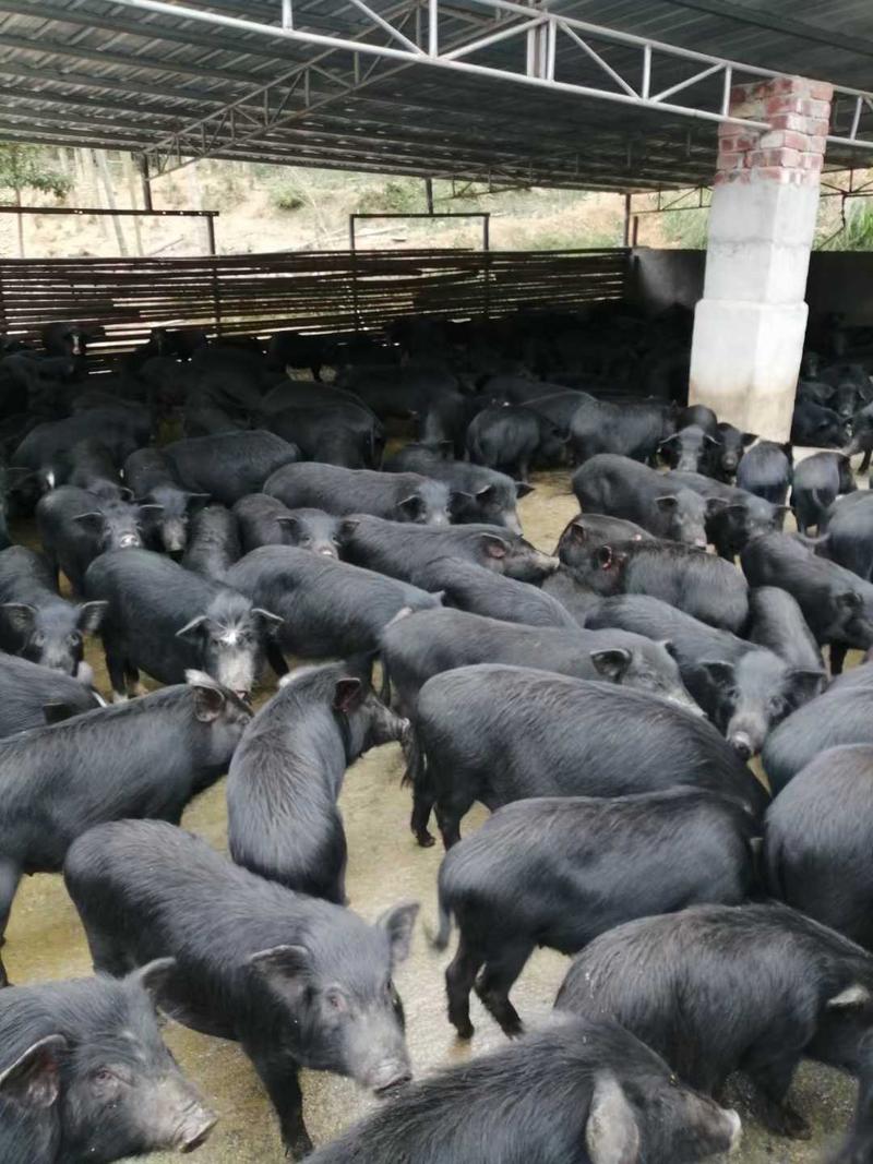 中国本土猪、藏香猪，好喂养，适应能力强香猪种苗