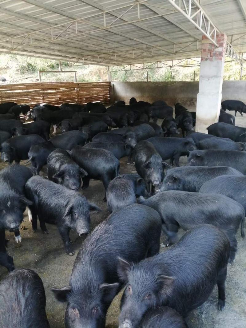 中国本土猪、藏香猪，好喂养，适应能力强香猪种苗