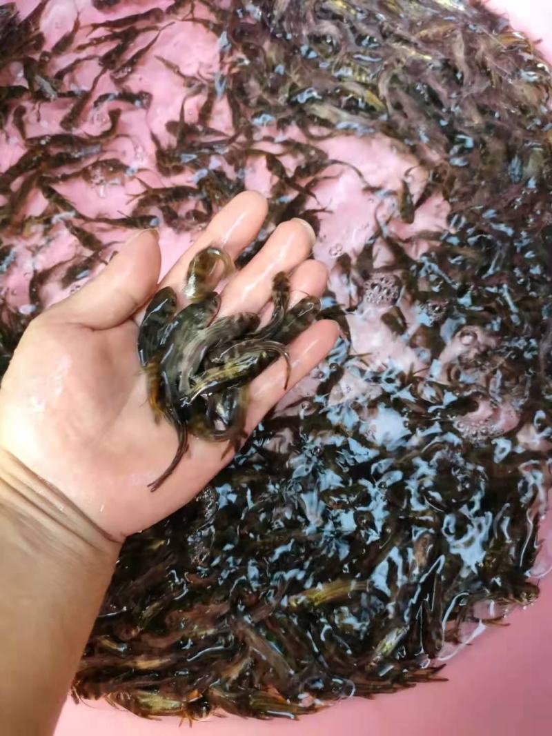 黄骨鱼苗公司产地直销批发零售大量现货供应