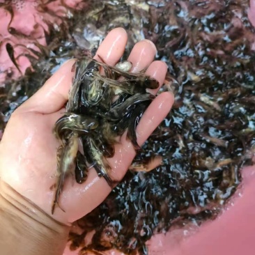 黄骨鱼苗公司产地直销批发零售大量现货供应