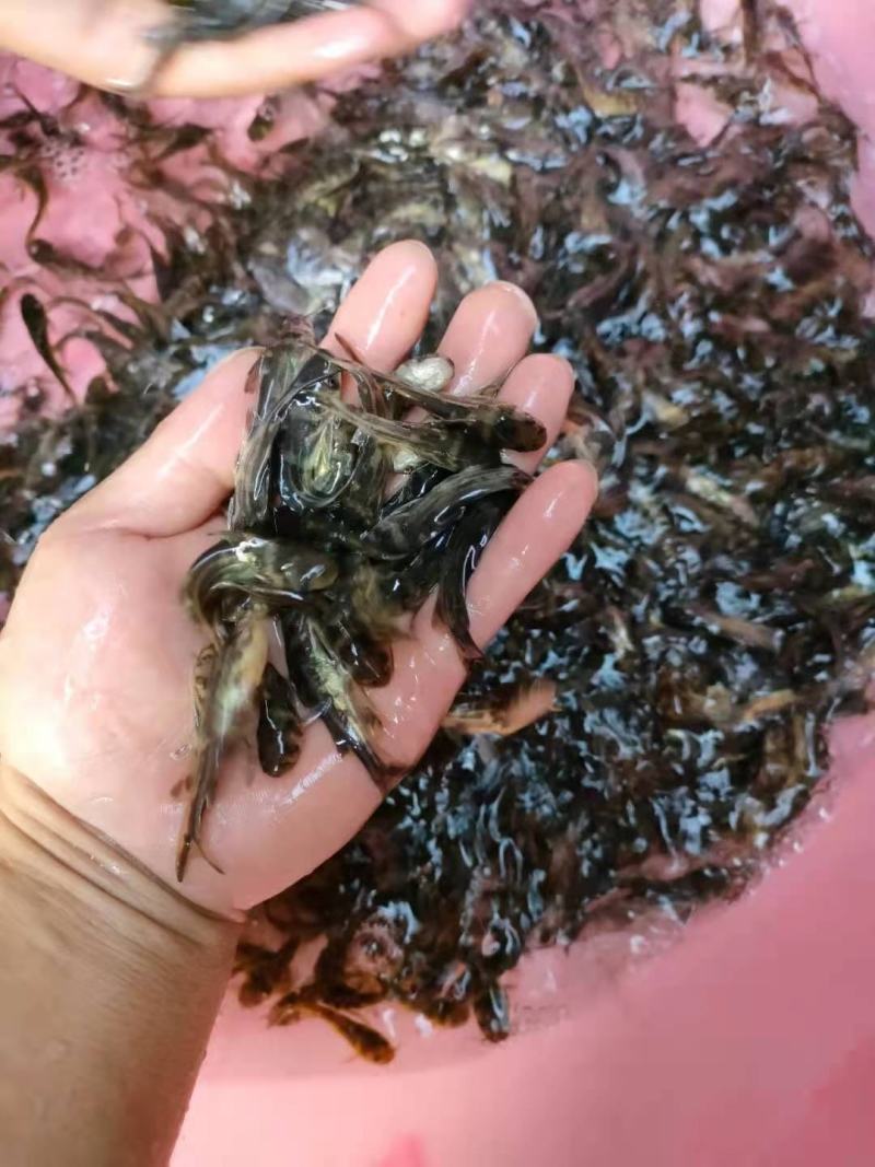 黄骨鱼苗公司产地直销批发零售大量现货供应