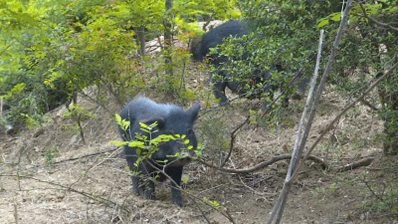 藏香猪好管理易饲养农村创业好项目，出售藏香猪苗
