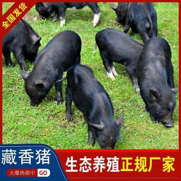 藏香猪好管理易饲养农村创业好项目，出售藏香猪苗