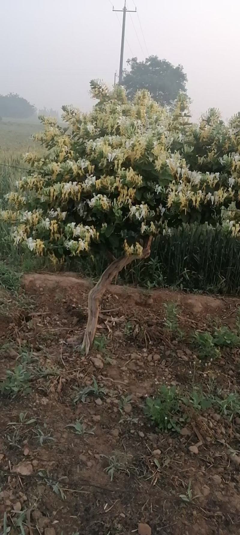 产地直发～金银花老桩
