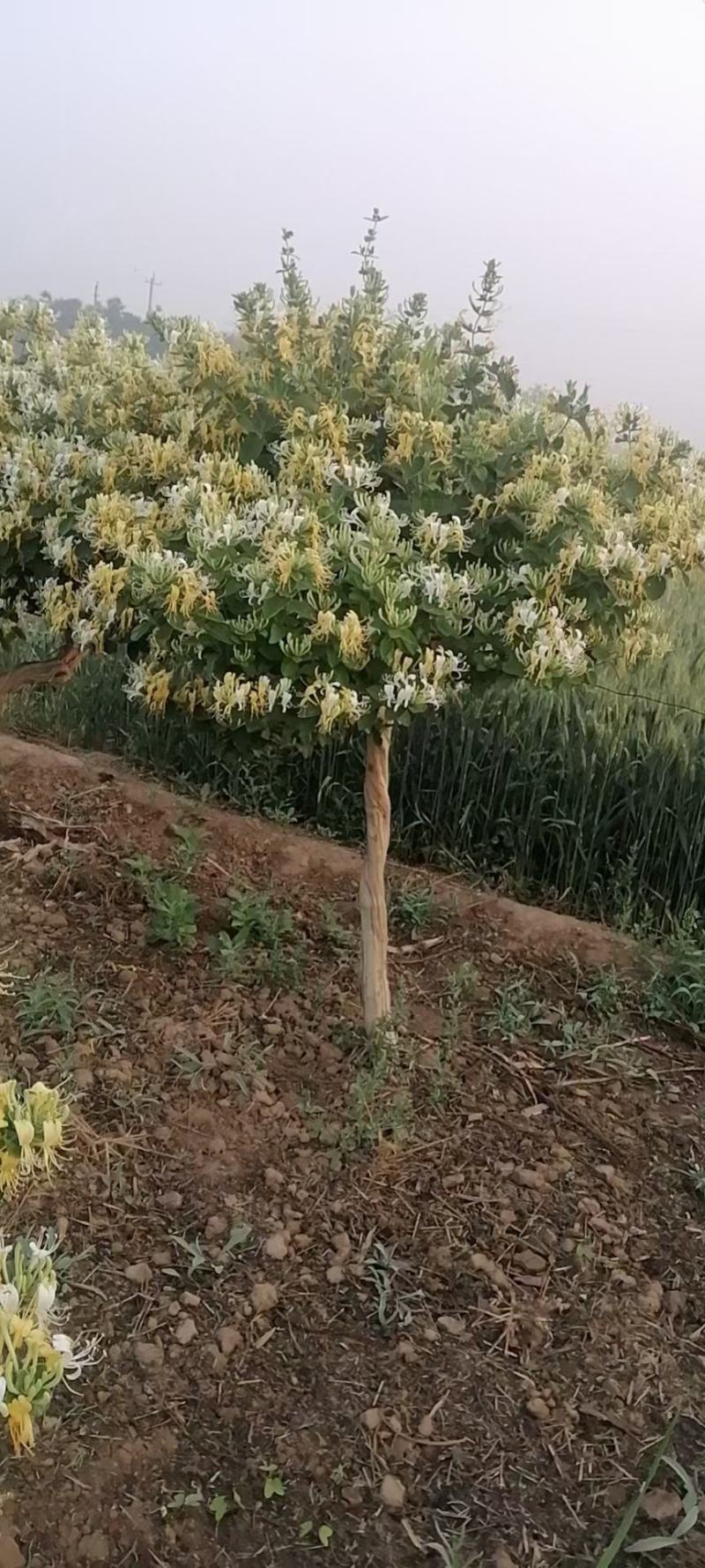 产地直发～金银花老桩