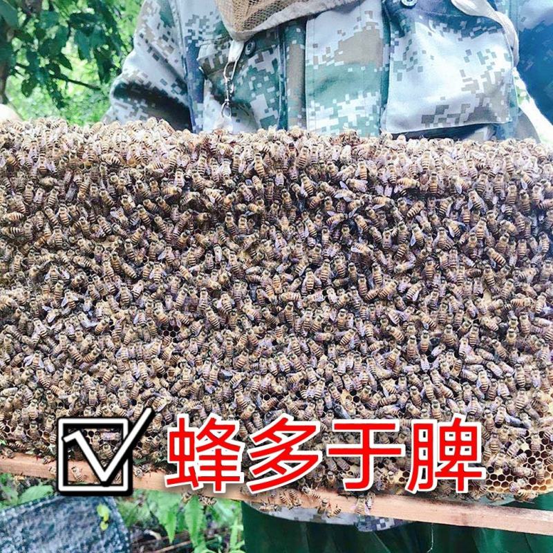 中蜂产地；贵州省/毕节市/大方县/绿塘乡