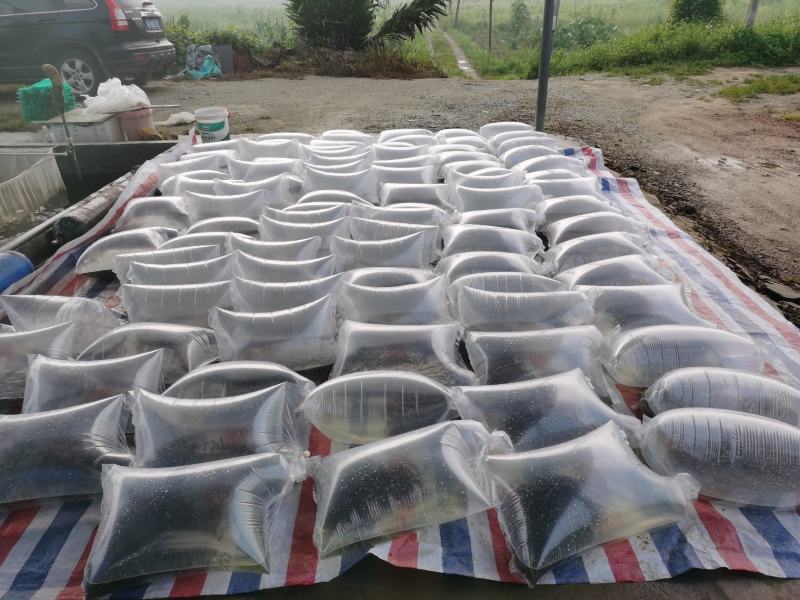 溪唇石斑鱼苗、大量供应、基地直供、全国发货、欢迎订购咨。