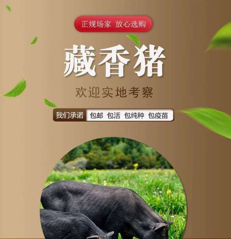 藏香猪可放养，容易管理抵抗能力强，藏香猪种苗藏猪