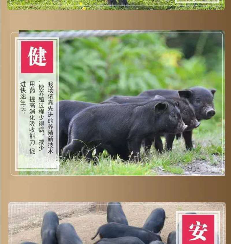 藏香猪可放养，容易管理抵抗能力强，藏香猪种苗藏猪