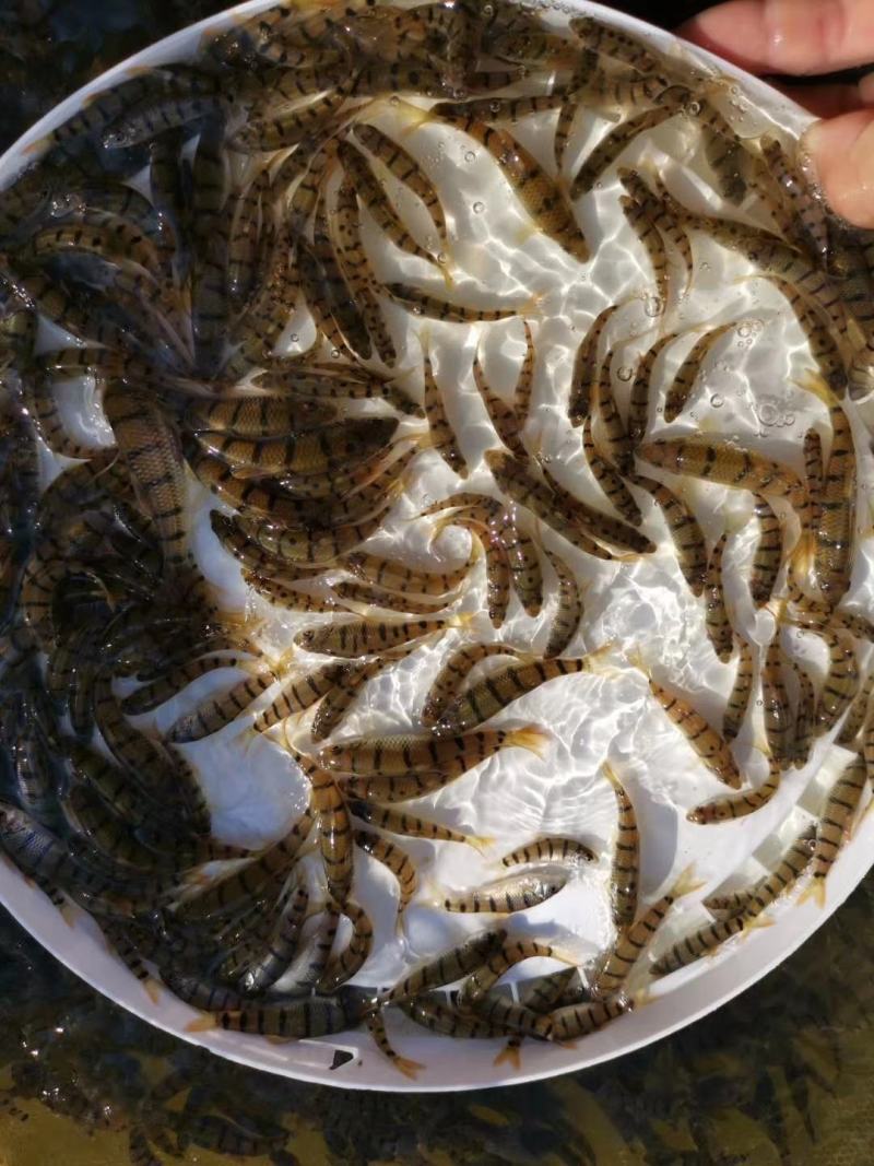 鱼苗广东溪唇石斑鱼苗、石斑鱼苗、基地直供，欢迎订苗全国发货