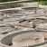 鱼苗广东溪唇石斑鱼苗、石斑鱼苗、基地直供,欢迎订苗全国发货