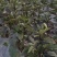 长茄