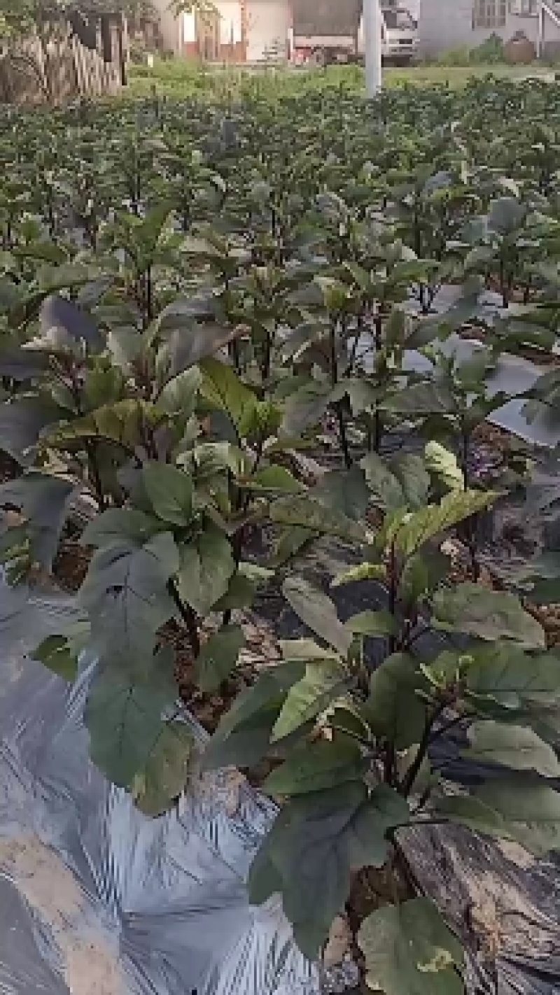 长茄