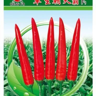 朝天椒苗、品种纯正，基地直发(包邮)