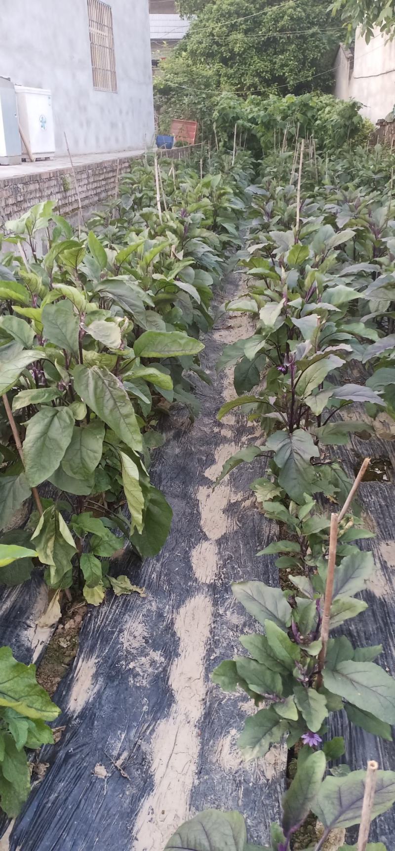 紫红长茄