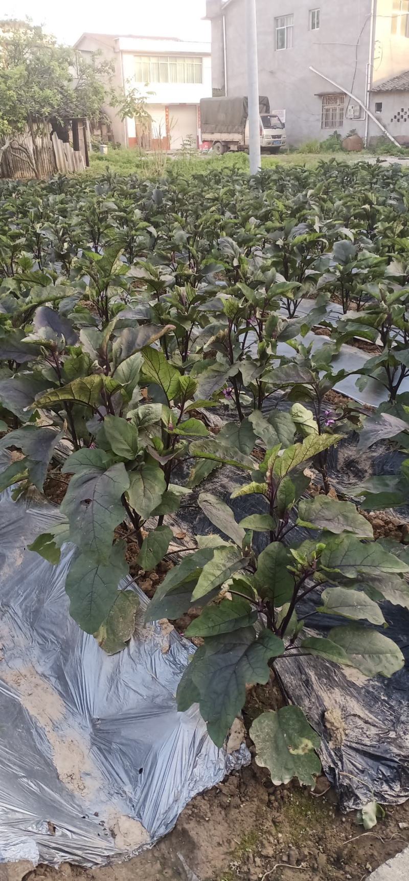 紫红长茄