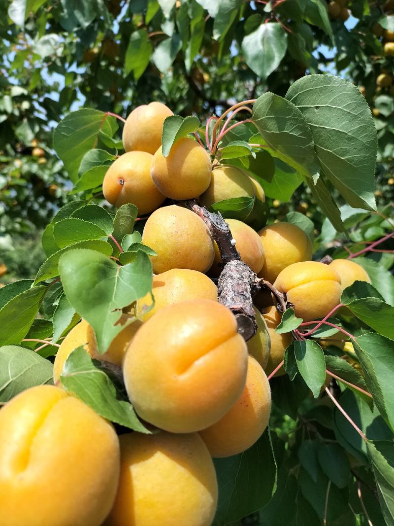 金太阳杏