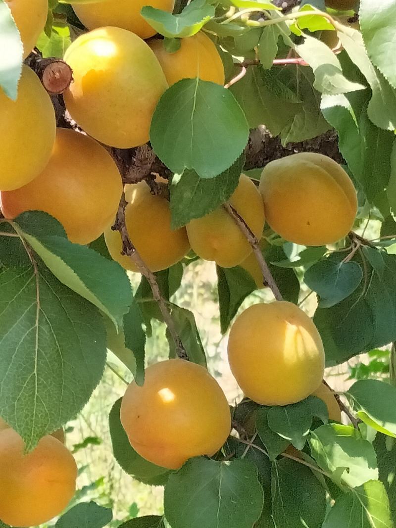金太阳杏