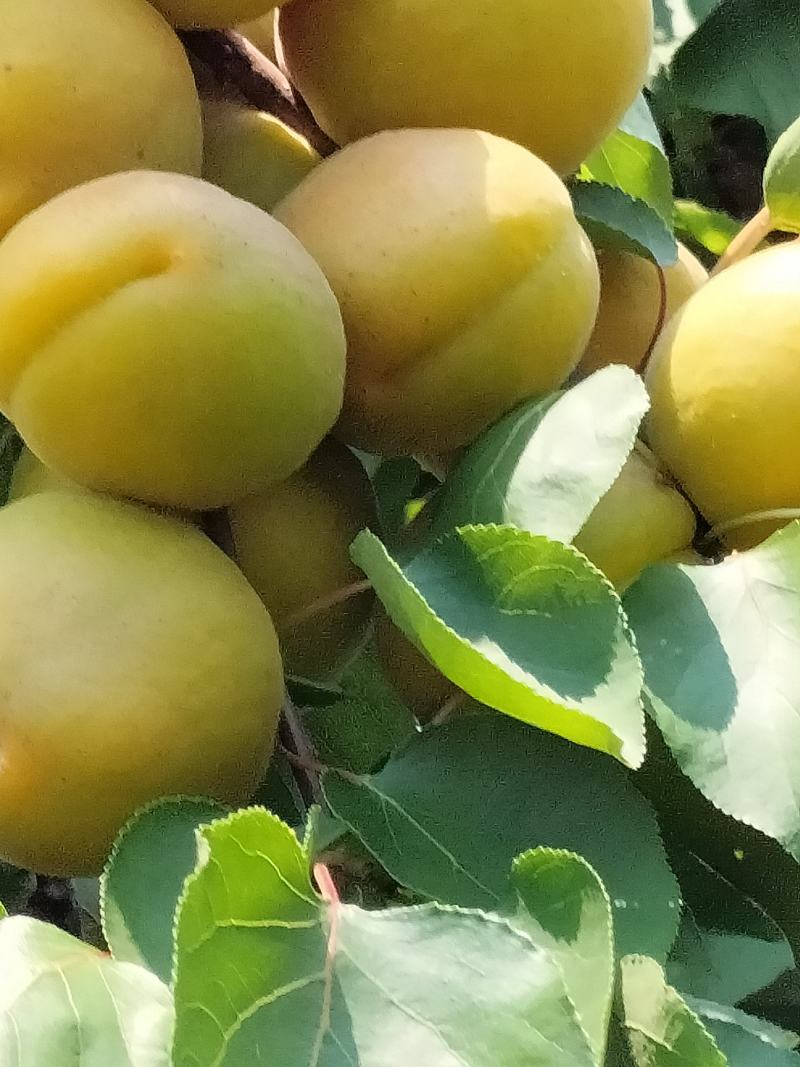 金太阳杏