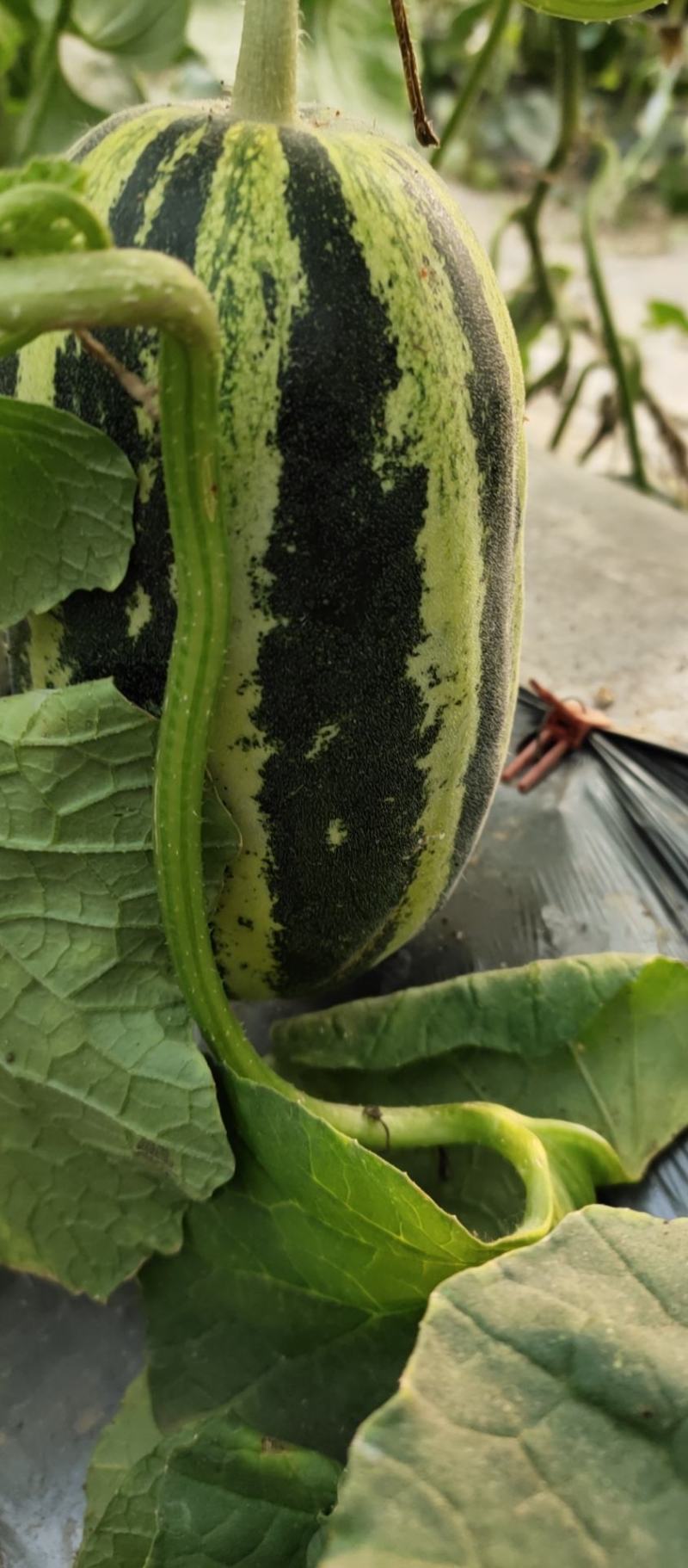 水果甜瓜