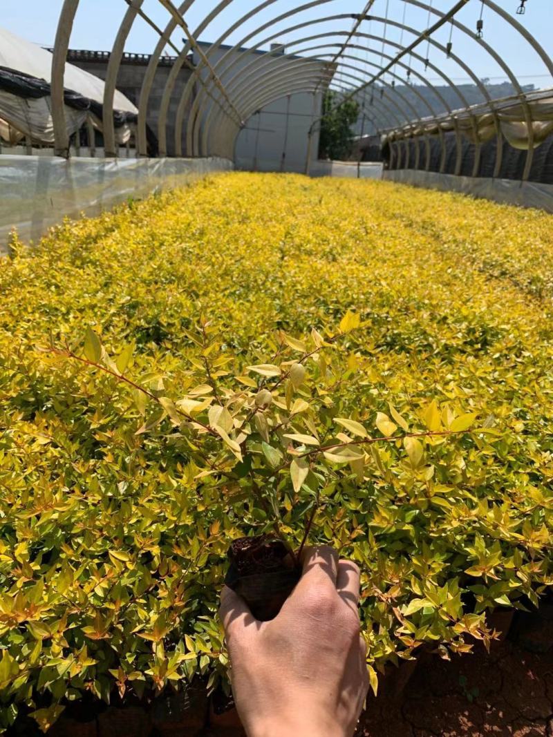 大花六道木绿化苗木/乔木金叶大芯花六道木，小杯，10袋