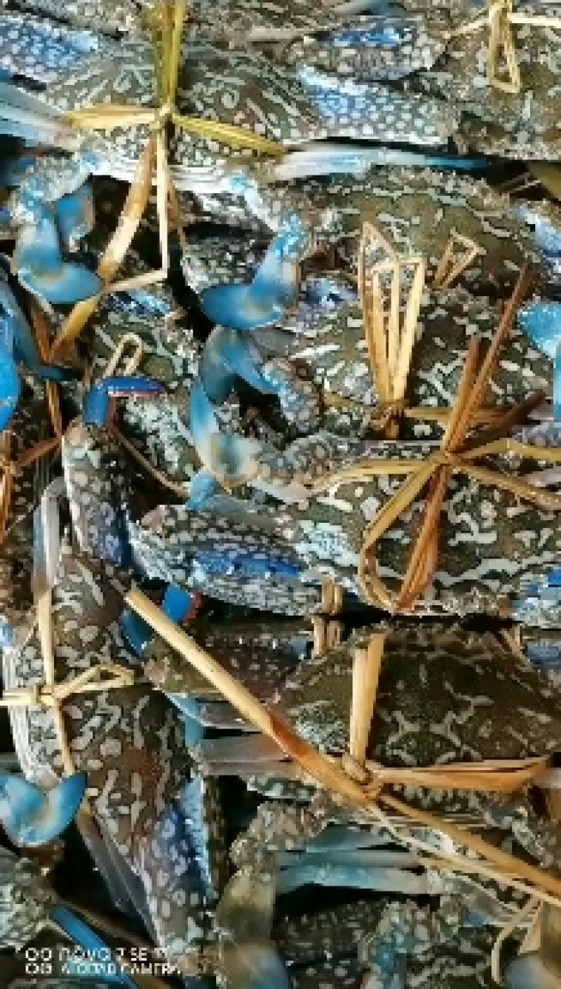 蓝花蟹，浅网蓝花蟹，耐养，活率高，适合水车空运，损耗小
