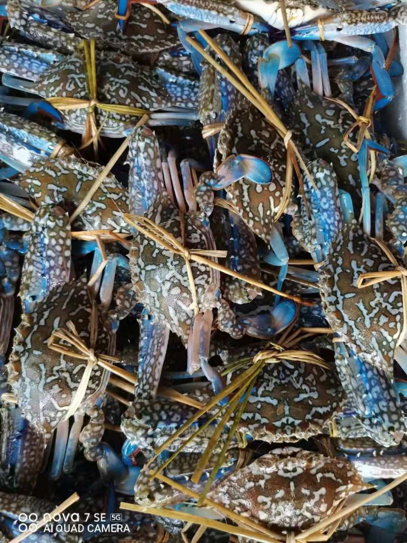 蓝花蟹，浅网蓝花蟹，耐养，活率高，适合水车空运，损耗小