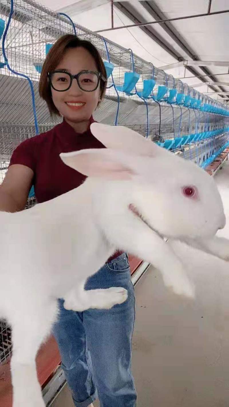 【优选】公羊兔体型大好饲养好管理支持视频一对一