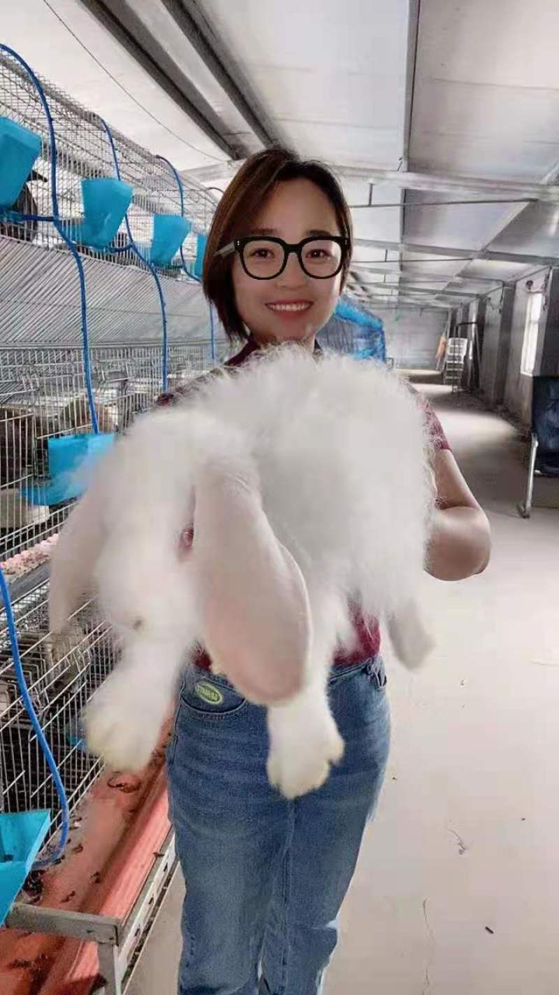 【优选】公羊兔体型大好饲养好管理支持视频一对一