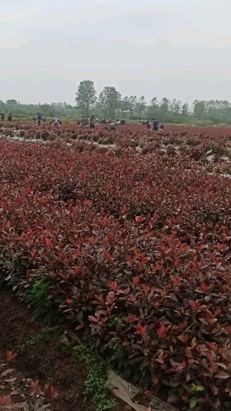 红叶石楠球................