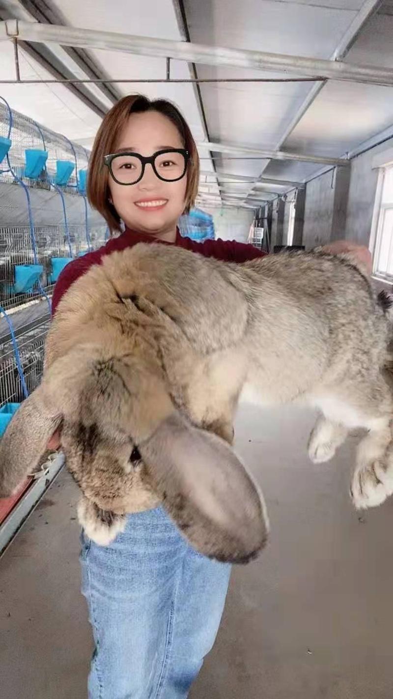 【精品】公羊兔种兔白色公羊兔兔苗厂家直销