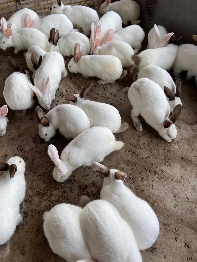 【精品】公羊兔种兔白色公羊兔兔苗厂家直销