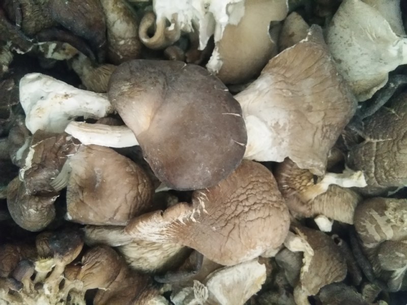大量批发平菇条干，欢迎电商合作