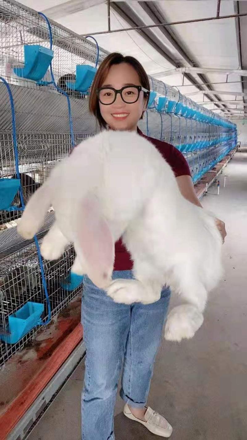 【精品】优质公羊兔种兔厂家直销视频一对一挑选