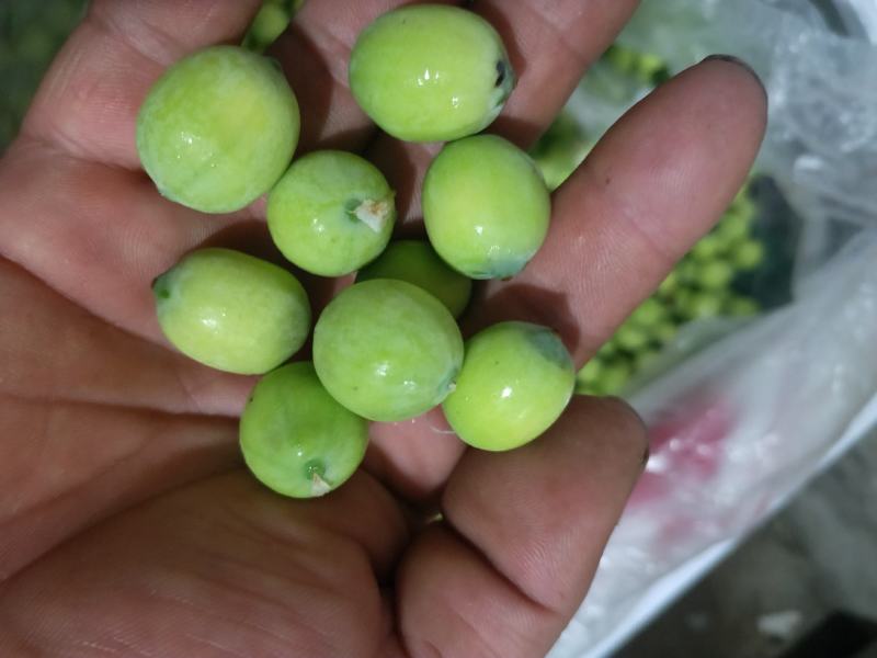 荷花精品荷花有重瓣的现采现打包发货，本店长期大量供应莲蓬