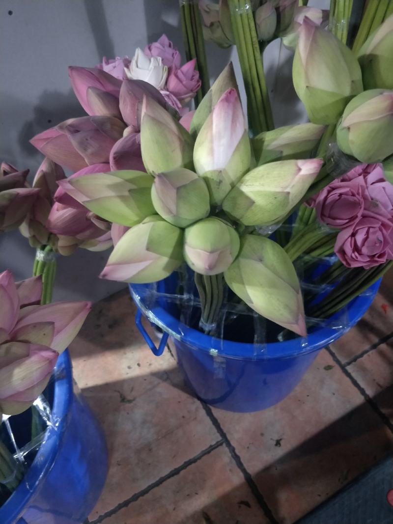 荷花精品荷花有重瓣的现采现打包发货，本店长期大量供应莲蓬