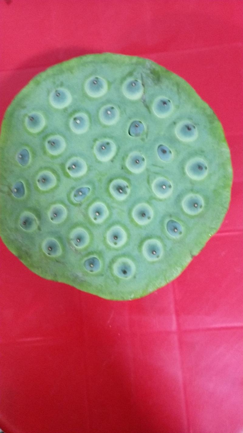 荷花精品荷花有重瓣的现采现打包发货，本店长期大量供应莲蓬