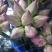 荷花精品荷花有重瓣的现采现打包发货，本店长期大量供应莲蓬