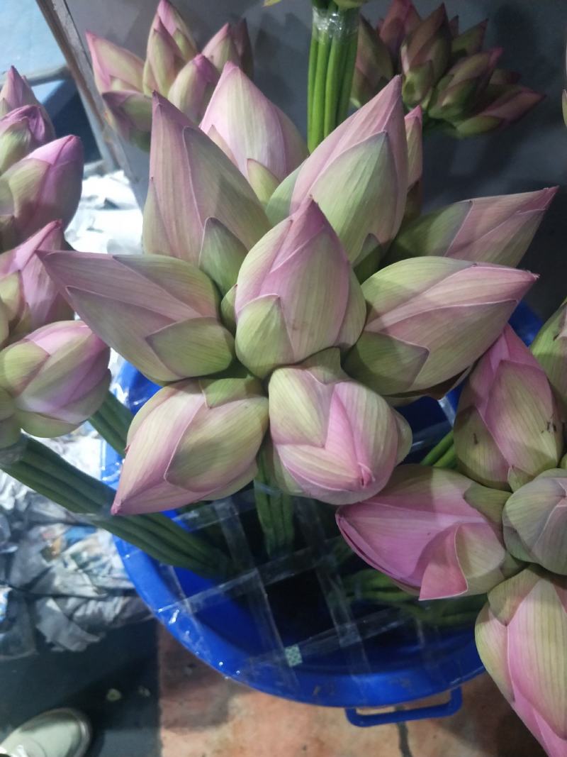 荷花精品荷花有重瓣的现采现打包发货，本店长期大量供应莲蓬
