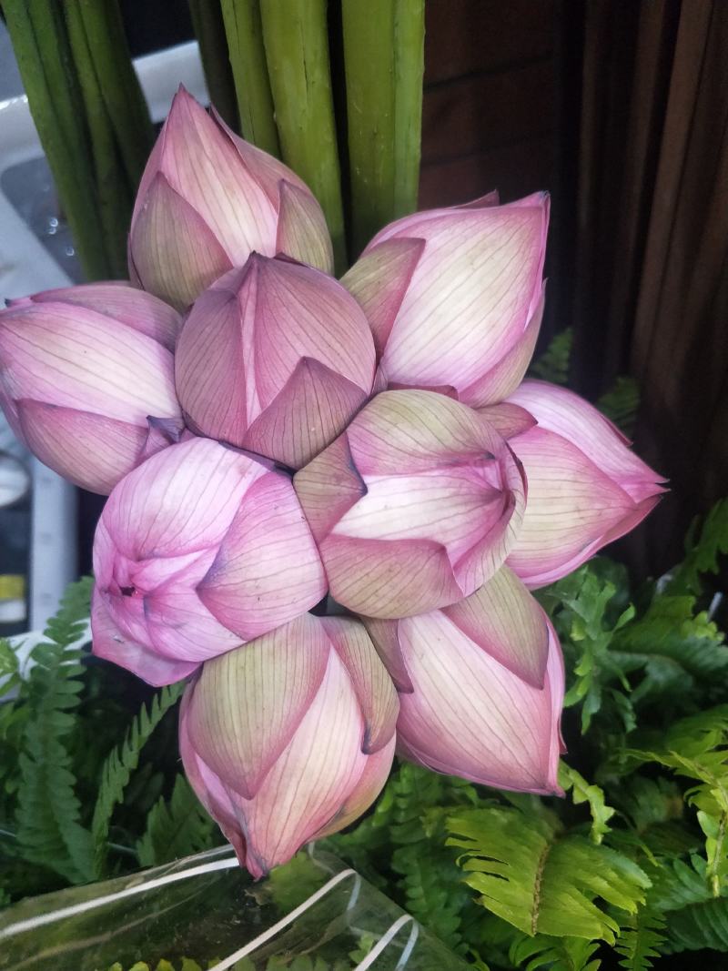 荷花精品荷花有重瓣的现采现打包发货，本店长期大量供应莲蓬