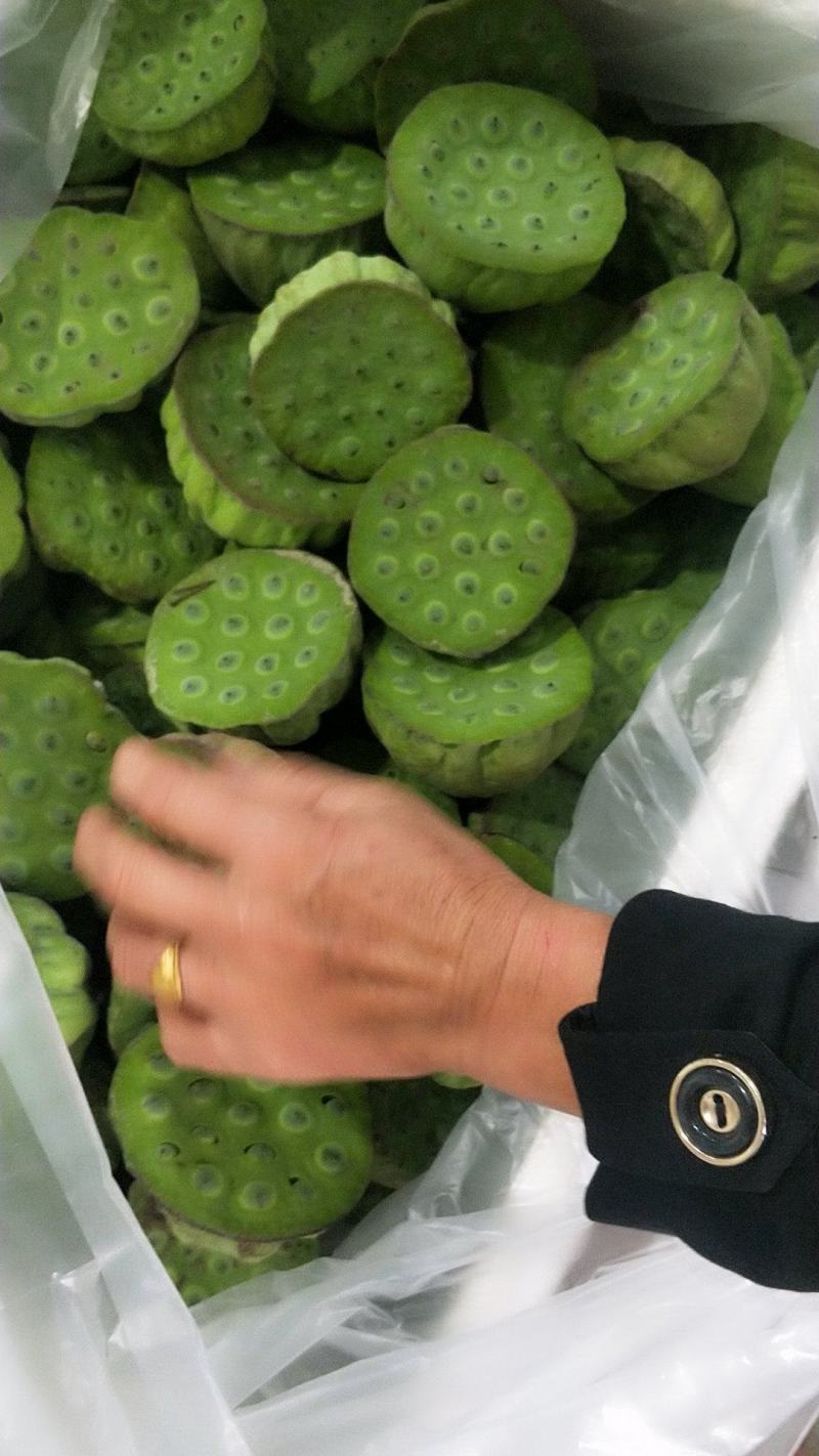 荷花精品荷花有重瓣的现采现打包发货，本店长期大量供应莲蓬