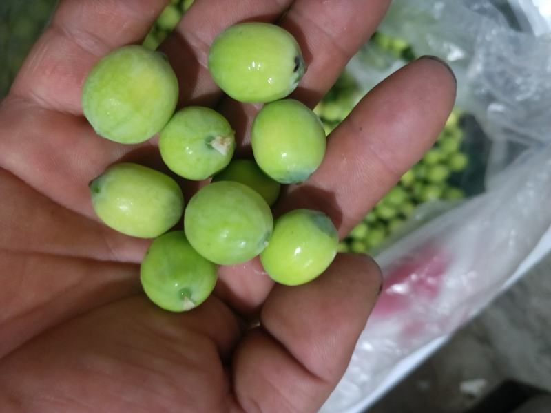 荷花精品荷花有重瓣的现采现打包发货，本店长期大量供应莲蓬
