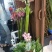 荷花精品荷花有重瓣的现采现打包发货，本店长期大量供应莲蓬